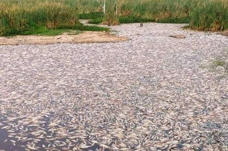 Impactante: millones de peces muertos en el Bañado La Estrella