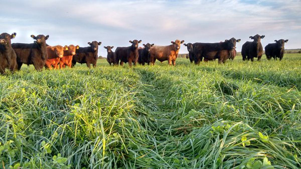 La integraci&oacute;n de datos obtenidos de sensores remotos, estaciones meteorol&oacute;gicas y modelos de crecimiento de pasturas, genera mapas cada 10 d&iacute;as que estiman con precisi&oacute;n la tasa de crecimiento de forrajes.