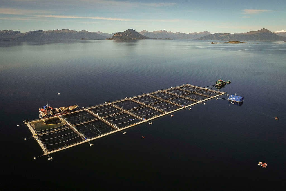 Chile aprendió de Noruega y ahora le vende salmones a la Argentina Chile aprendió de Noruega y ahora le vende salmones a la Argentina