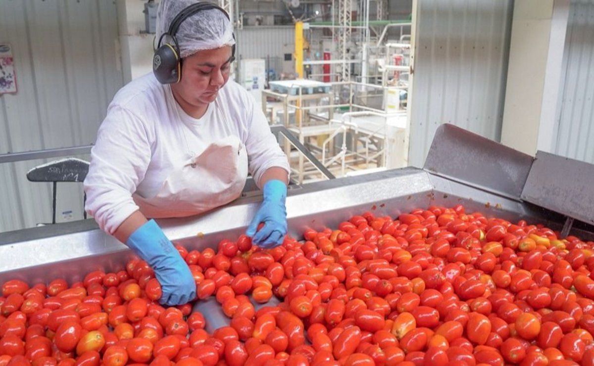 El precio del tomate baj&oacute; 400% en 3 meses: los industriales especulan con importar pulpa de tomate desde China, a menor calidad pero menor precio.