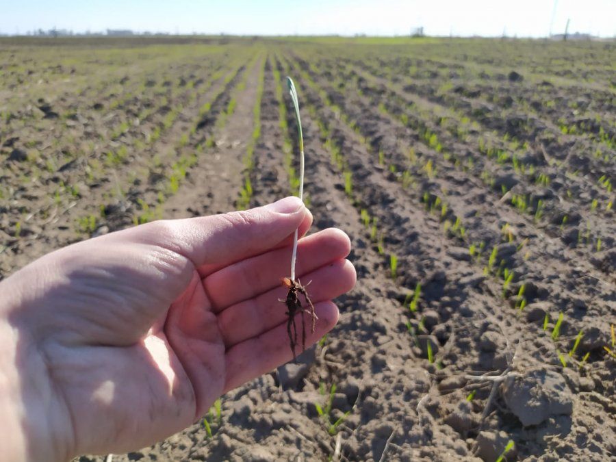 El trigo levanta cabeza en Córdoba. El trigo levanta cabeza en Córdoba. 