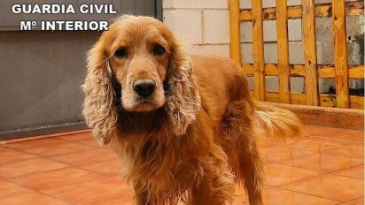 Anciana escondió droga en su vagina y la detectó un cocker