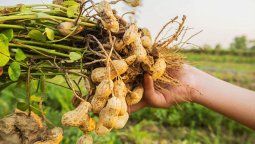 El maní tuvo un crecimiento interanual.&nbsp;