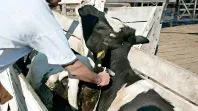 El proyecto busca reducir el impacto productivo de la inmunización en vacas lecheras sin afectar los estándares sanitarios. El proyecto busca reducir el impacto productivo de la inmunización en vacas lecheras sin afectar los estándares sanitarios.
