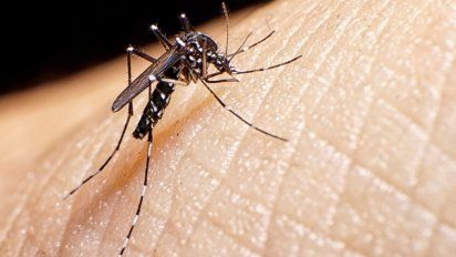 El dengue sigue alarmando al país: Santa Fe suma 333 casos