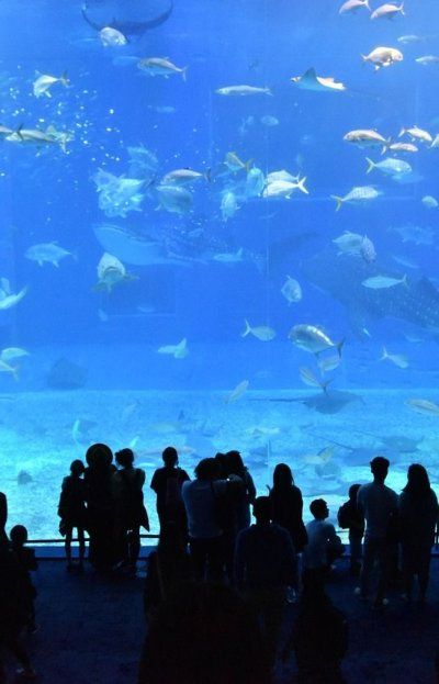 Así es el Georgia Aquarium de Atlanta, uno de los acuarios más grandes del mundo
