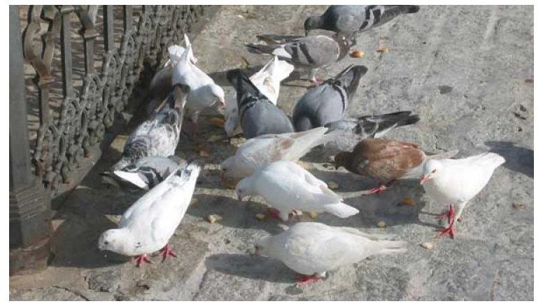 ¿Alimentar con palomas a chicos pobres?