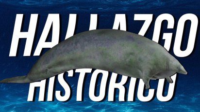 Ciencia: Hallazgo histórico del animal más pesado de mundo 