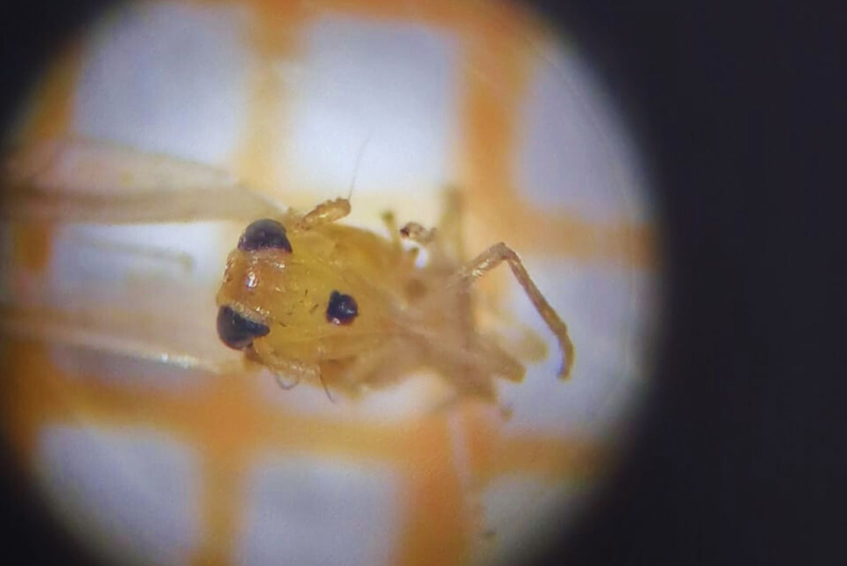 La chicharrita africana es de color amarillento, con una longitud de entre 4 y 6 milímetros. La chicharrita africana es de color amarillento, con una longitud de entre 4 y 6 milímetros.