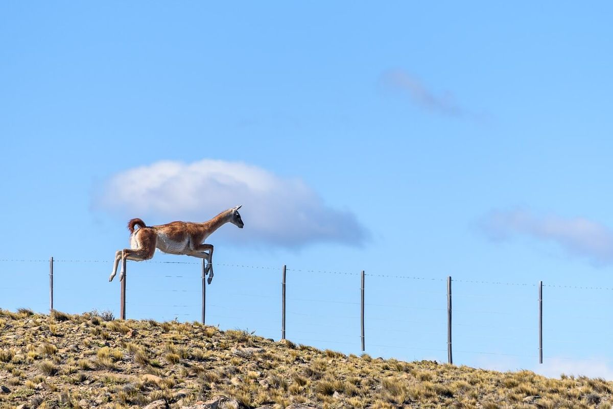 Miles de guanacos mueren por año atrapados en los alambrados de la Patagonia. Las petroleras y mineras preparan un bloqueo acofriendly.