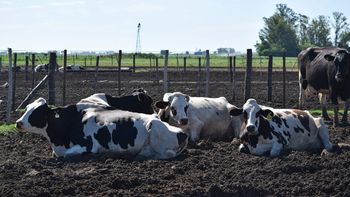 Javier Milei eliminó retenciones para algunos productos agroindustriales. Javier Milei eliminó retenciones para algunos productos agroindustriales.