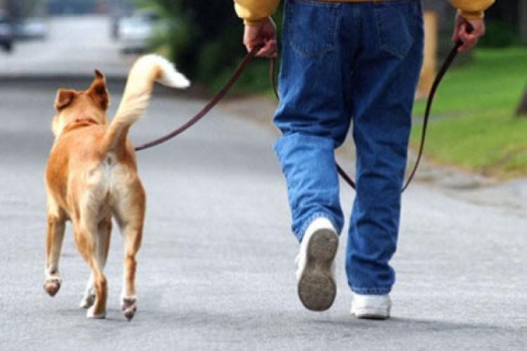 A juntar la cacona de los perritos...