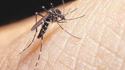 La UBA fabrica 5 mil repelentes contra mosquitos (Foto: NA).