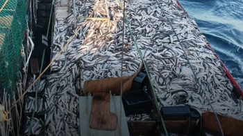 arden las pesqueras contra javier milei: un negocio millonario, la cuota y las coimas arden las pesqueras contra javier milei: un negocio millonario, la cuota y las coimas