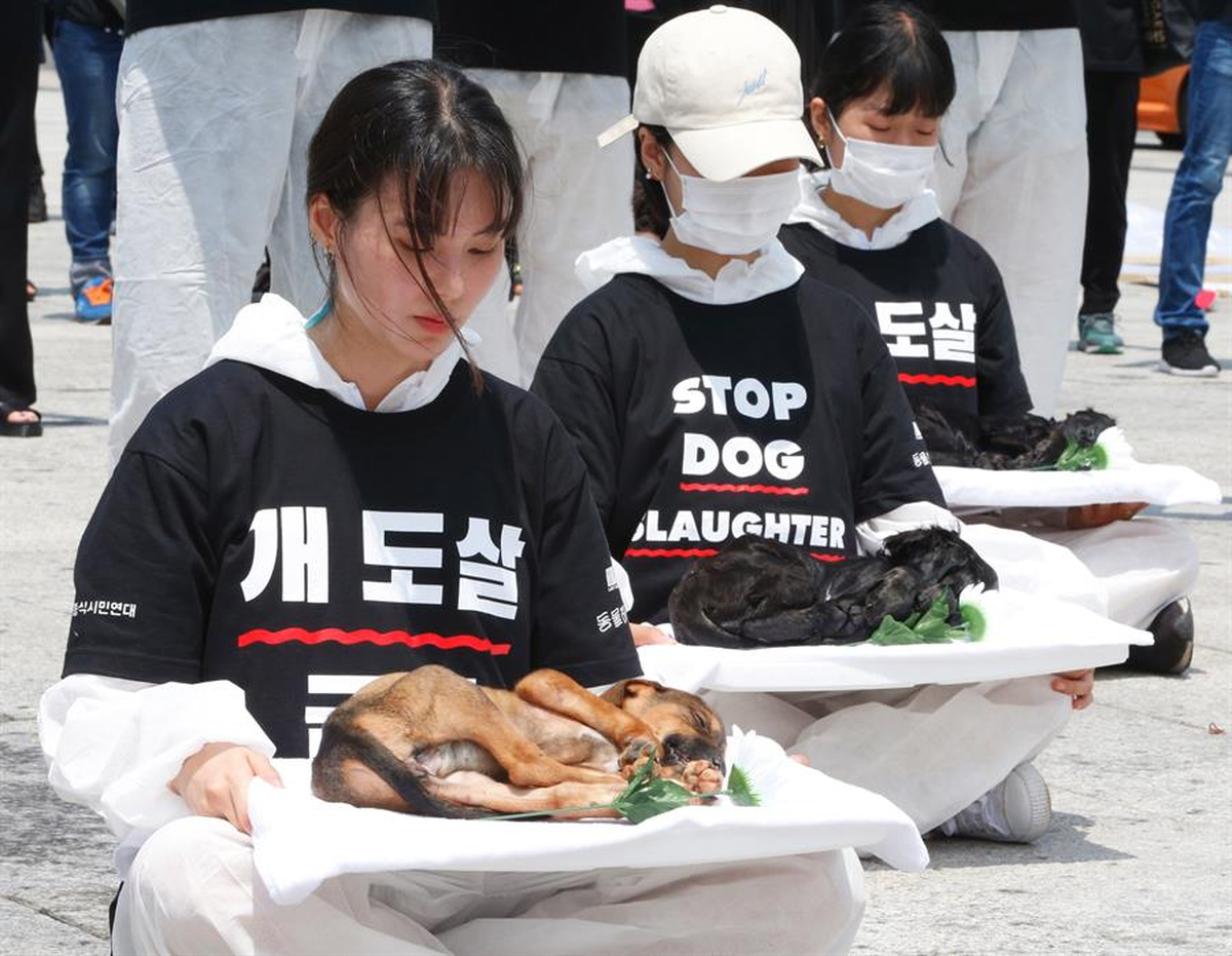 Manifestantes de Asia contra el consumo de carne de perro Manifestantes de Asia contra el consumo de carne de perro