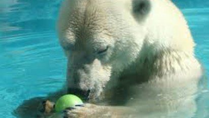 El oso polar moribundo que se ha convertido en símbolo de la lucha contra  el cambio climático