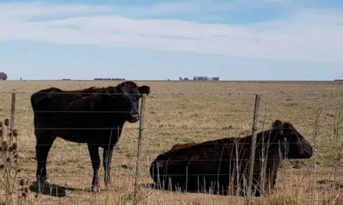 Algunos productores decidieron usar el trigo para alimentar al ganado.