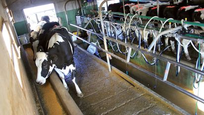 Productores de leche alertan por suba de insumos dolarizados