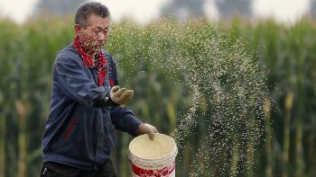 china potenciara su industria de alimentos transgenicos china potenciara su industria de alimentos transgenicos