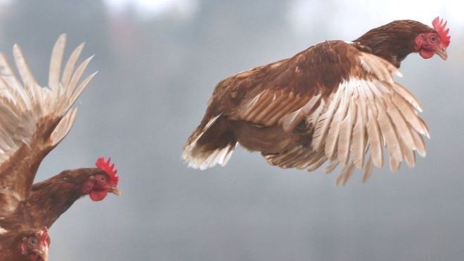 En la Argentina, el consumo de carne aviar alcanzó los 49,4 kilos por habitante en 2025.