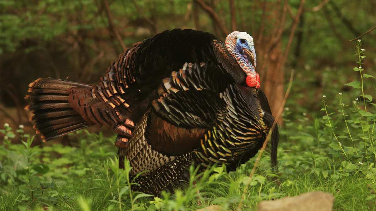 Uno de los mitos más extendidos es que Benjamin Franklin propuso al pavo como el ave nacional de Estados Unidos antes que el águila calva. Sin embargo, nunca llegó a formalizar esa petición. Uno de los mitos más extendidos es que Benjamin Franklin propuso al pavo como el ave nacional de Estados Unidos antes que el águila calva. Sin embargo, nunca llegó a formalizar esa petición.