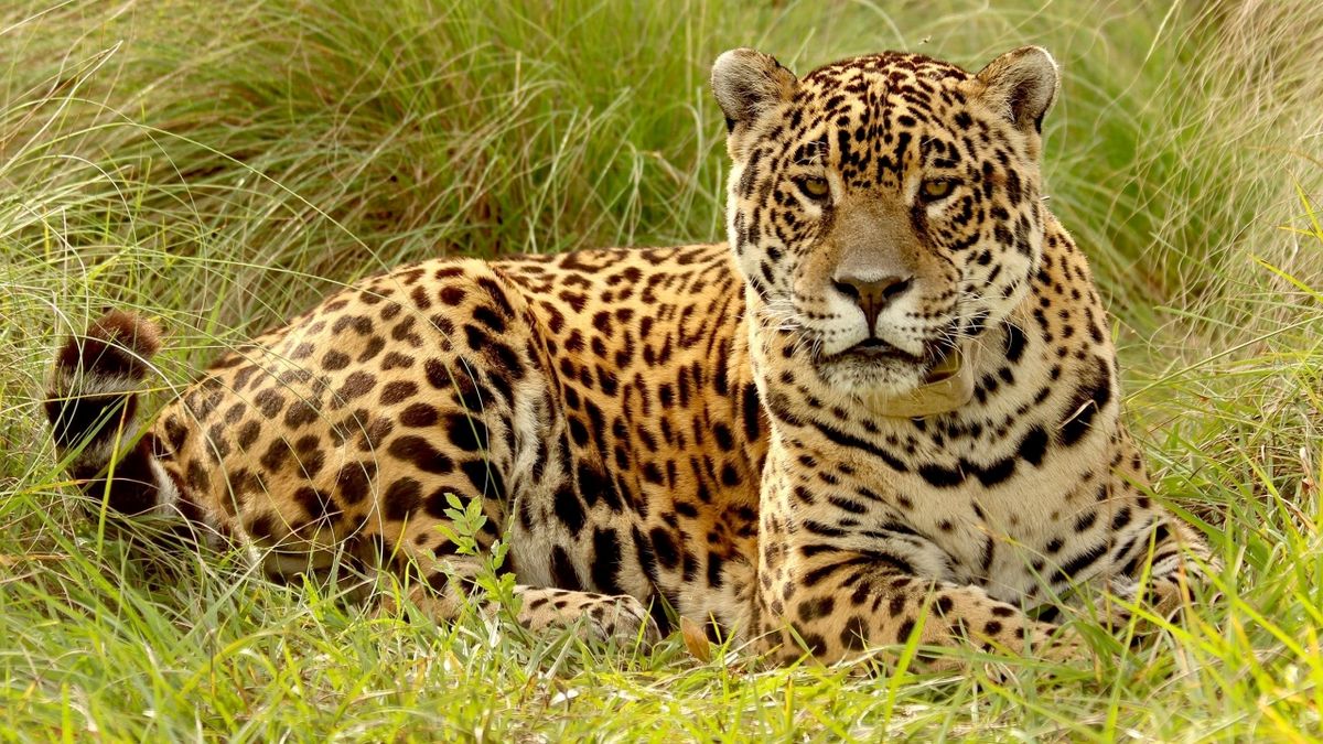 El yaguareté (como se lo llama al jaguar en Argentina) en más que un emblema nacional; el felino más grande de América es esencial para el hábitat donde vive.
