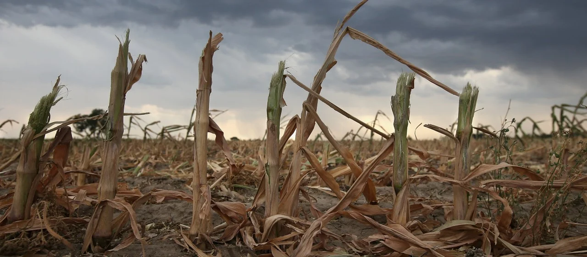 El cambio extremo de temperaturas traído por La Niña, según expertos exacerbado por el cambio climático, acarrea sequías, incendios forestales y reducción de precipitaciones. El cambio extremo de temperaturas traído por La Niña, según expertos exacerbado por el cambio climático, acarrea sequías, incendios forestales y reducción de precipitaciones.