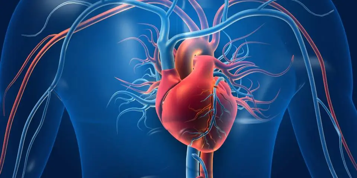 Contrario a lo que muchos creen, las papas fritas aportan varios nutrientes esenciales para nuestra salud, sobre todo para el corazón y la presión arterial. Contrario a lo que muchos creen, las papas fritas aportan varios nutrientes esenciales para nuestra salud, sobre todo para el corazón y la presión arterial.