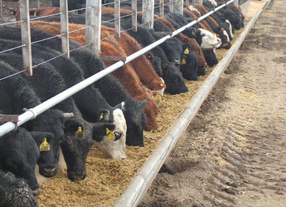 La AFIP incautó productos que utilzan los feedlot para engordar animales.