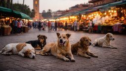 Perros en las calles de Marrakech, una de las ciudades señaladas por organizaciones internacionales en la denuncia presentada ante la FIFA.