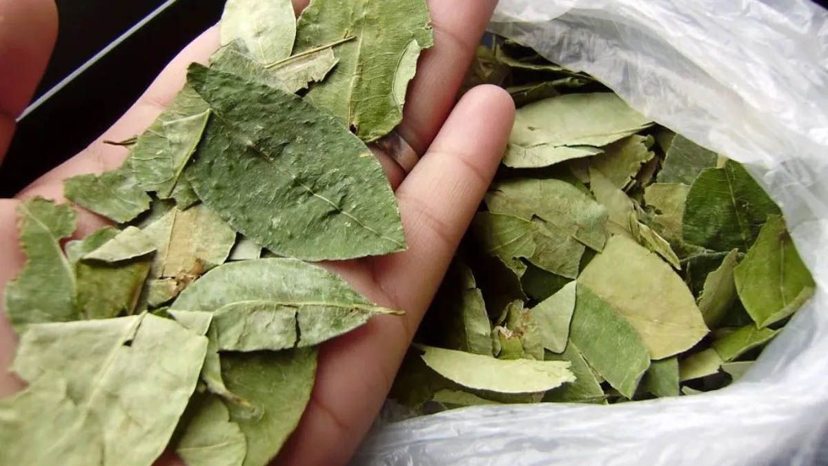Los diputados nacionales Jorge Rizzotti y María Inés Zigarán impulsan un proyecto de ley para legalizar las hojas de coca en Jujuy y Salta. Los diputados nacionales Jorge Rizzotti y María Inés Zigarán impulsan un proyecto de ley para legalizar las hojas de coca en Jujuy y Salta.