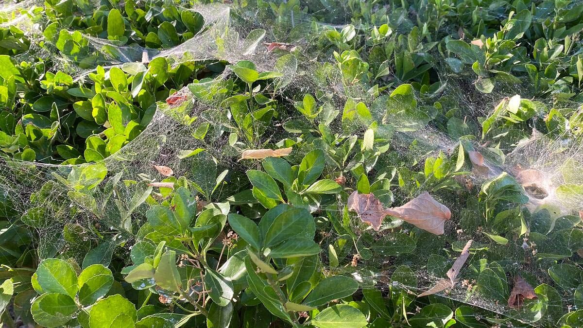 Un grupo de científicos creó las denominadas “Plantas Centinela” que apunta a la detección temprana de plagas que avisan con luz al ser infectadas. Un grupo de científicos creó las denominadas “Plantas Centinela” que apunta a la detección temprana de plagas que avisan con luz al ser infectadas.