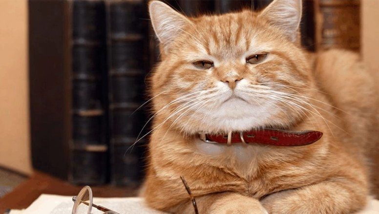 Cómo cuidar a tu gato en el Día Internacional del Gato