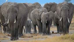 Senado, cementerio de elefantes.