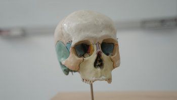 cientificos descubren una nueva parte del cuerpo humano cientificos descubren una nueva parte del cuerpo humano