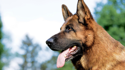 altText(Chonino, el perro policía que dio la vida en servicio y originó el Día del Perro)}