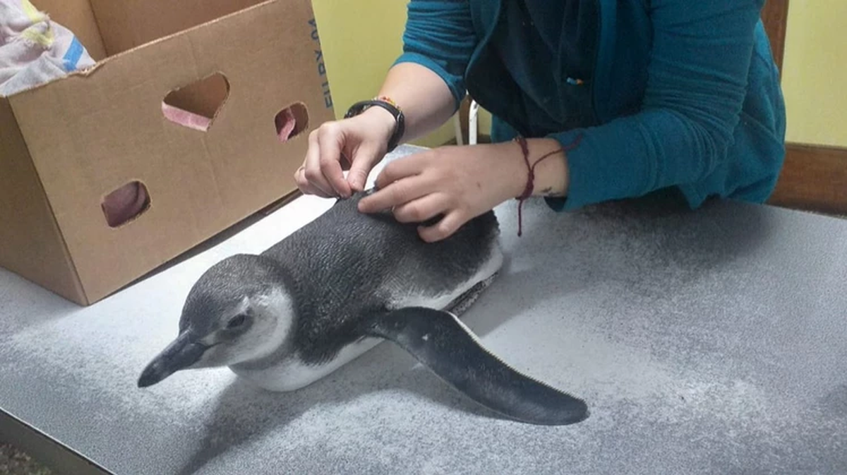 Debemos colaborar entre todos para proteger a los pingüinos de las amenazas que los acechan, como el cambio climático, la contaminación y la sobrepesca. Debemos colaborar entre todos para proteger a los pingüinos de las amenazas que los acechan, como el cambio climático, la contaminación y la sobrepesca.