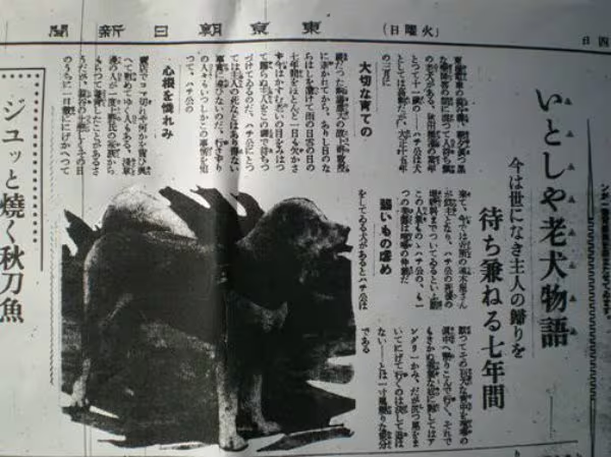 Hachiko llegó a los diarios de Japón, con un artículo titulado Hachiko llegó a los diarios de Japón, con un artículo titulado