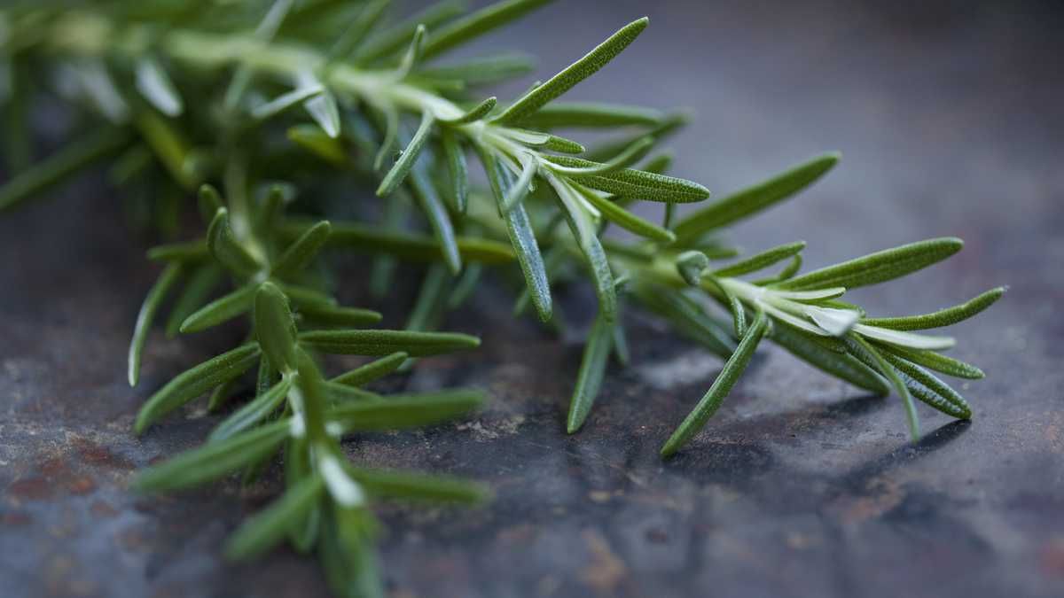 El romero tiene propiedades para cuidar los dientes. El romero tiene propiedades para cuidar los dientes.