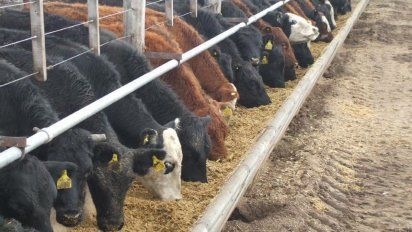 AFIP: Incautan 11.733 Tn de granos en feedlot de Colón (PBA)