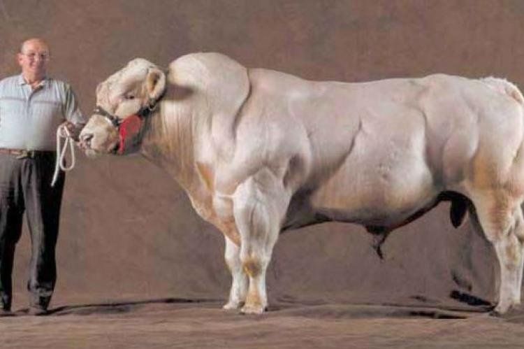 Vacas Azul Belga, las vacas mutantes