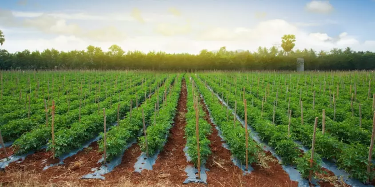 La intoxicación ocurrió en un campo sembrado, de tomates La intoxicación ocurrió en un campo sembrado, de tomates