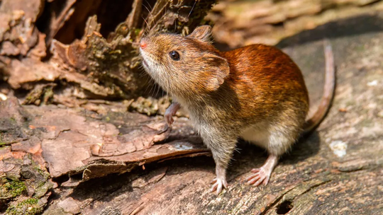 El hantavirus es una enfermedad potencialmente mortal que los roedores contagian a los humanos. El hantavirus es una enfermedad potencialmente mortal que los roedores contagian a los humanos.