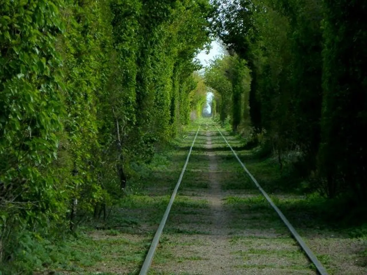Un túnel que enamora a kilómetros de Uribelarrea. Foto: Flor de Buenos Aires. Un túnel que enamora a kilómetros de Uribelarrea. Foto: Flor de Buenos Aires.