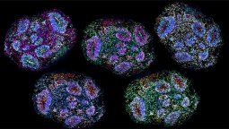 Ungrupo de científicos realizó un experimento en el que llevan en estado demaduración unos minicerebros humanos cultivados en laboratorio.