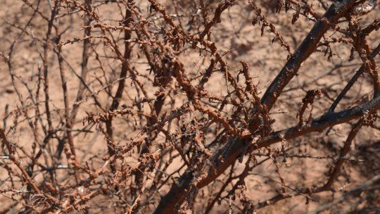 Lajusticia de Salta inspeccionó el pozo petrolero de Lomas de Olmedo delMunicipio de Pichanal por fluidos y gases tras la denuncia de Greenpeace. Lajusticia de Salta inspeccionó el pozo petrolero de Lomas de Olmedo delMunicipio de Pichanal por fluidos y gases tras la denuncia de Greenpeace.