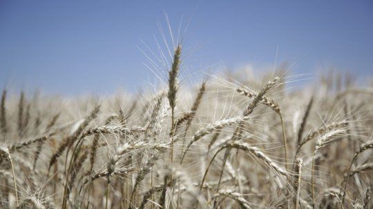 El trigo es récord, pero a la vez aumenta la demanda de deuda del campo. El trigo es récord, pero a la vez aumenta la demanda de deuda del campo.