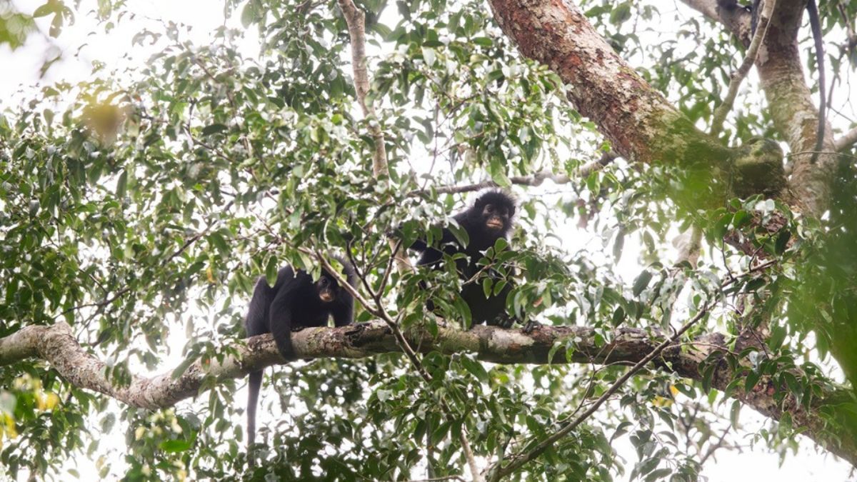 Nueva especie de mono para la ciencia: Así la descubrieron.&nbsp;Imagen: Daniel Rosengren, Sociedad Zoológica de Frankfurt / Universidad Atlántica de Florida.