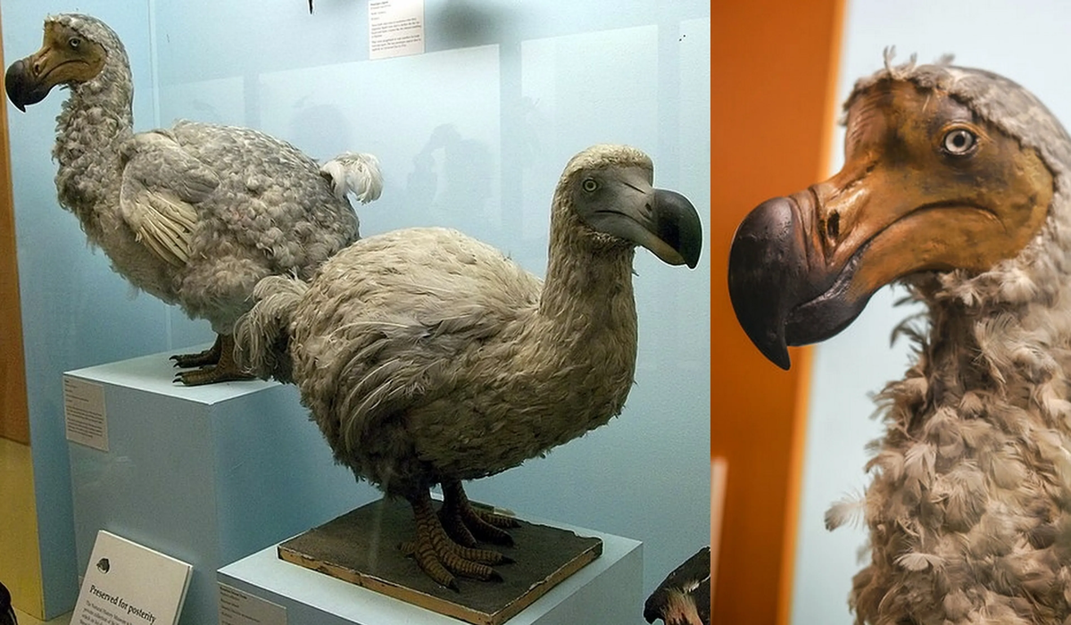 Otro animal que podría ser resucitado es el pájaro dodo. Otro animal que podría ser resucitado es el pájaro dodo.