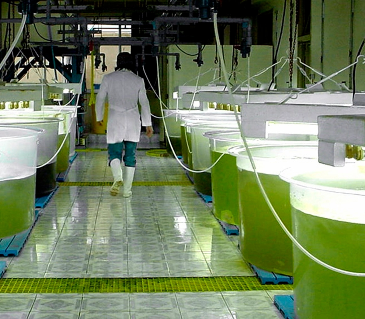 Brasil le otorgó una mayor proyección al biocombustible que la Argentina.